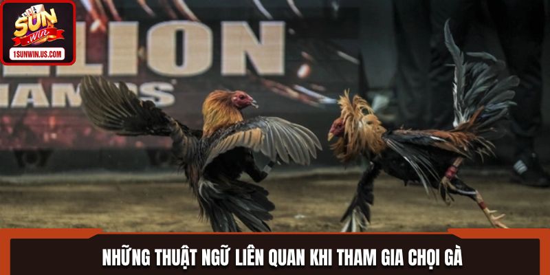 Bật mí mẹo soi kèo đá gà đỉnh cao