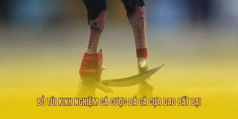 Bỏ túi kinh nghiệm cá cược đá gà cựa dao bất bại