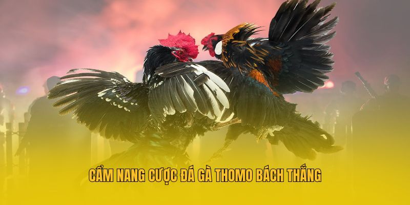                         Cẩm nang cược đá gà thomo bách thắng