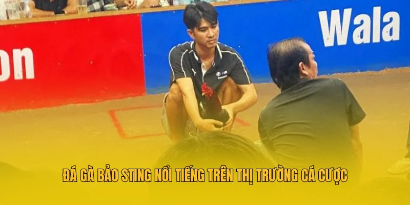 Đá gà Bảo Sting nổi tiếng trên thị trường cá cược
