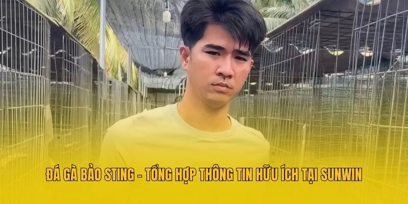 Đá Gà Bảo Sting - Tổng Hợp Thông Tin Hữu Ích Tại Sunwin