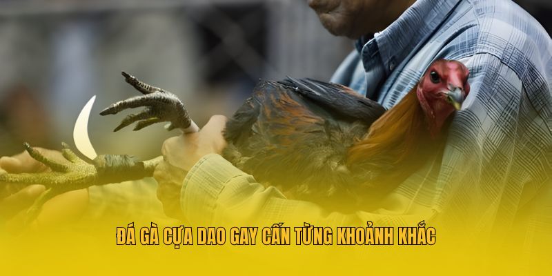 Đá gà cựa dao gay cấn từng khoảnh khắc