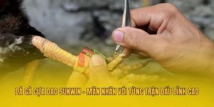 Đá Gà Cựa Dao Sunwin - Mãn Nhãn Với Từng Trận Đấu Đỉnh Cao