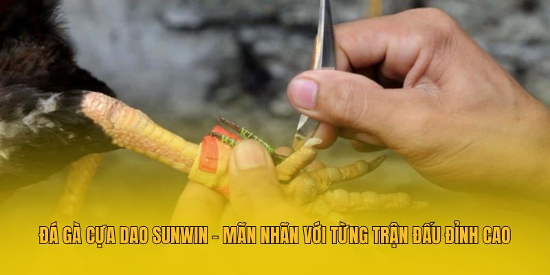 Đá Gà Cựa Dao Sunwin - Mãn Nhãn Với Từng Trận Đấu Đỉnh Cao