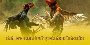 Đá Gà Thomo Sunwin: Bí Quyết Dự Đoán Bách Chiến Bách Thắng