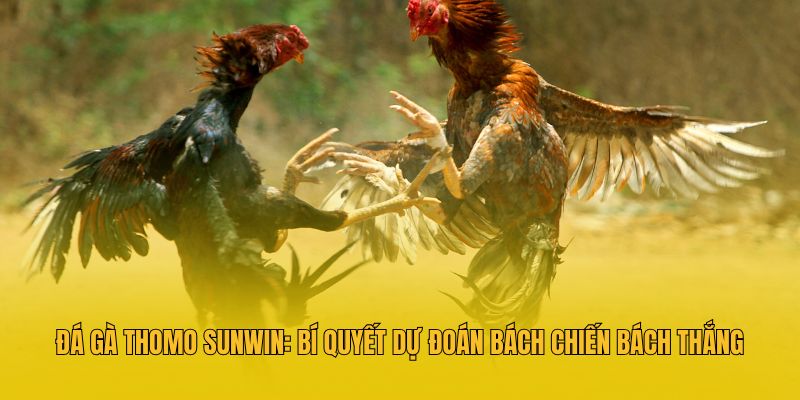 Đá Gà Thomo Sunwin: Bí Quyết Dự Đoán Bách Chiến Bách Thắng