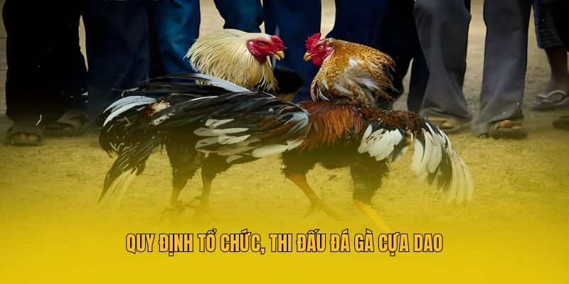 Quy định tổ chức, thi đấu đá gà cựa dao