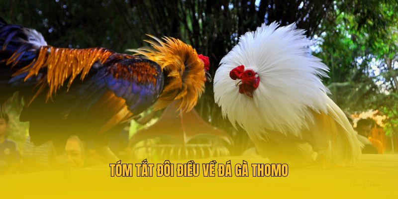  Tóm tắt đôi điều về đá gà thomo
