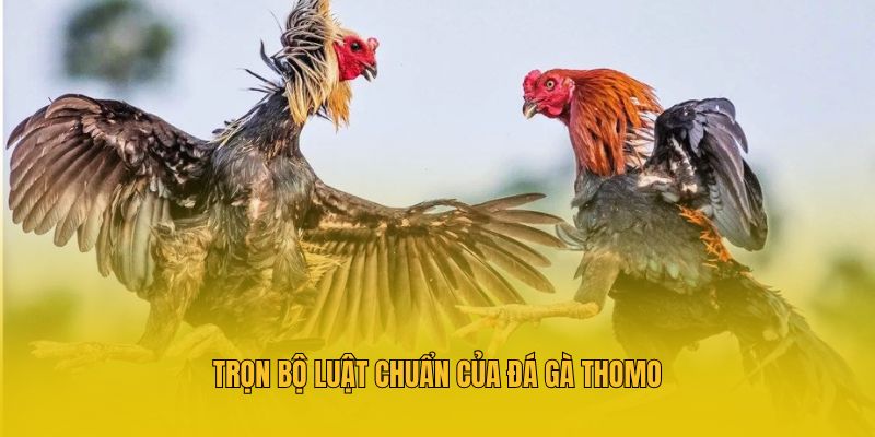                          Trọn bộ luật chuẩn của đá gà thomo